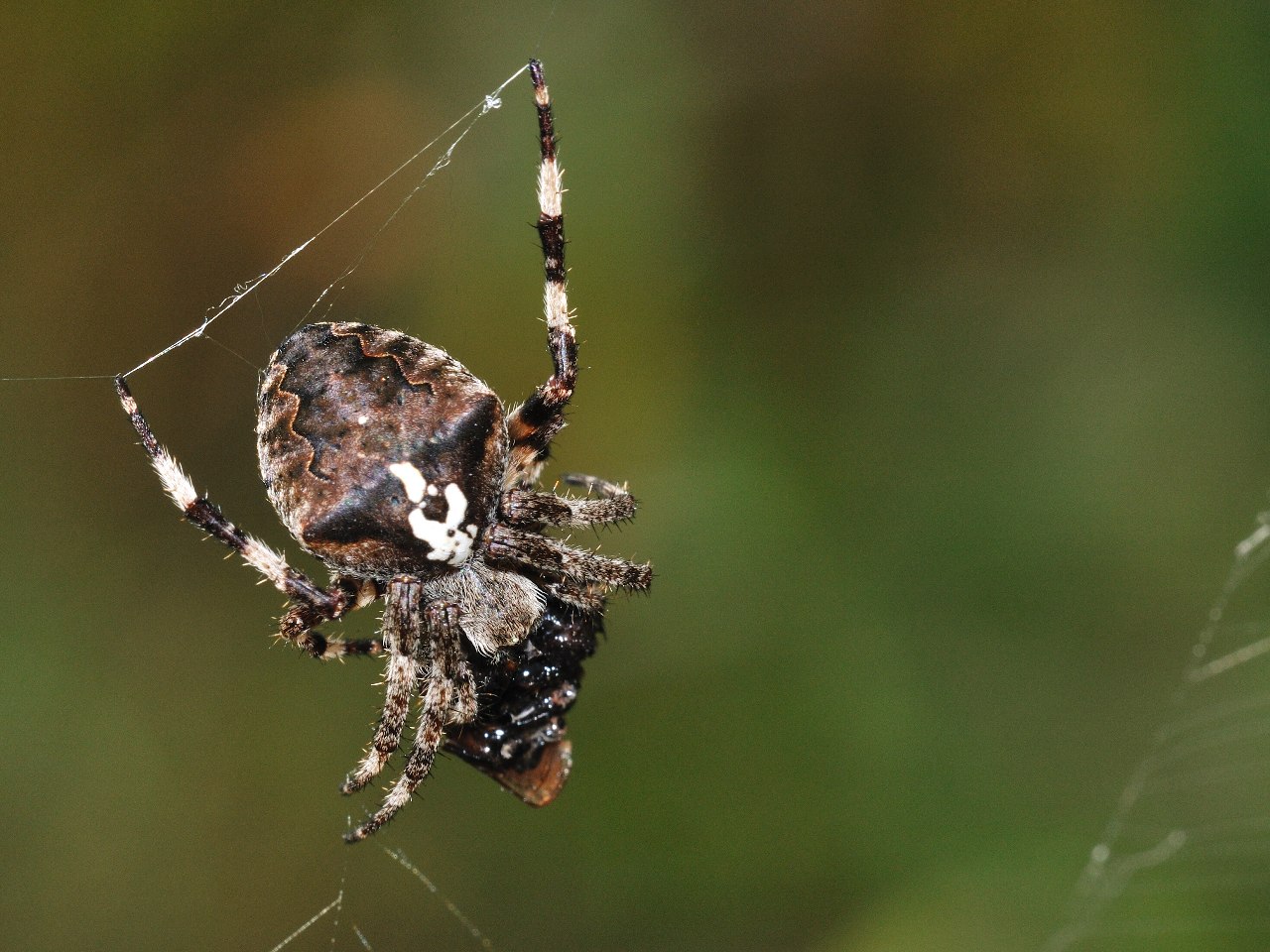 Araneus sp.